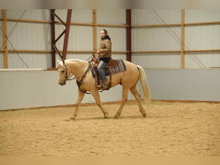 American Quarter Horse Castrone 8 Anni 157 cm Palomino in Fresno