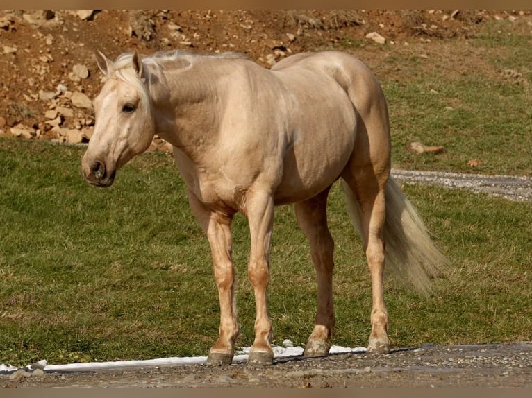 American Quarter Horse Castrone 8 Anni 157 cm Palomino in Fresno