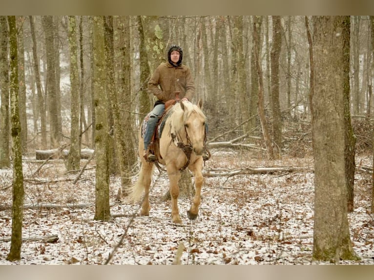 American Quarter Horse Castrone 8 Anni 157 cm Palomino in Fresno