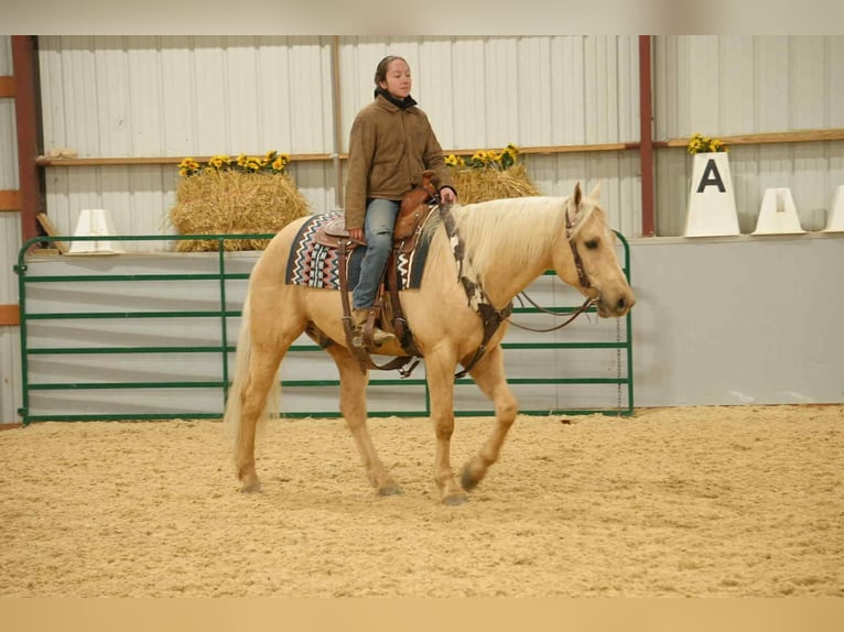 American Quarter Horse Castrone 8 Anni 157 cm Palomino in Fresno