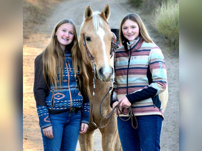 American Quarter Horse Castrone 8 Anni 157 cm Palomino in Saint Joe