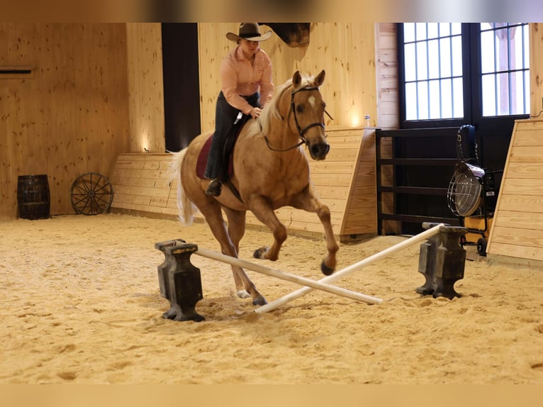 American Quarter Horse Castrone 8 Anni 157 cm Palomino in Clarion