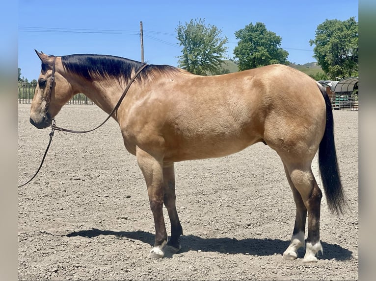 American Quarter Horse Castrone 8 Anni 157 cm Pelle di daino in Bitterwater CA