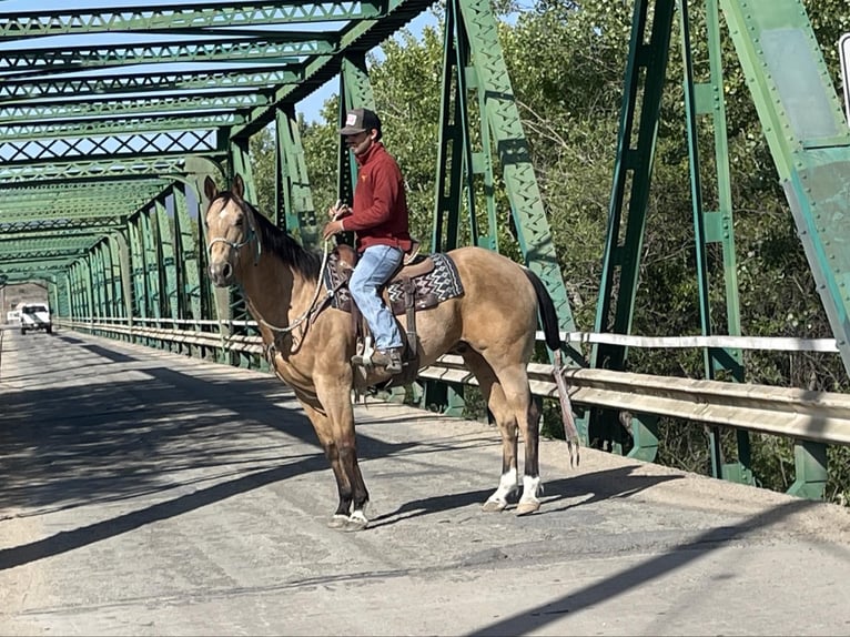 American Quarter Horse Castrone 8 Anni 157 cm Pelle di daino in Bitterwater CA