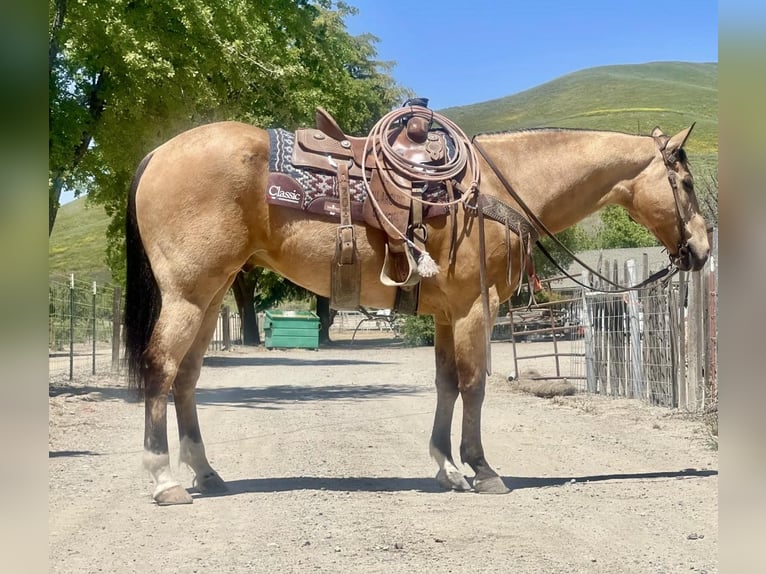 American Quarter Horse Castrone 8 Anni 157 cm Pelle di daino in Bitterwater CA