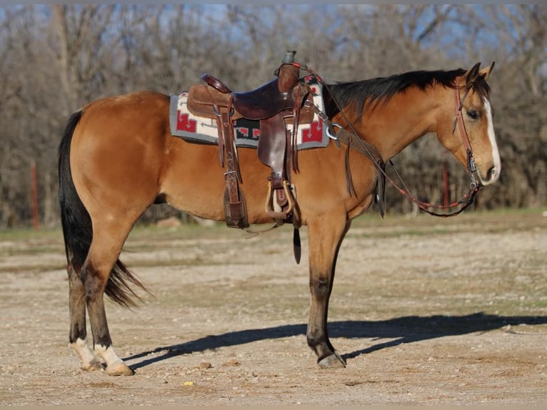 American Quarter Horse Castrone 8 Anni 157 cm Pelle di daino in Brickenridge TX