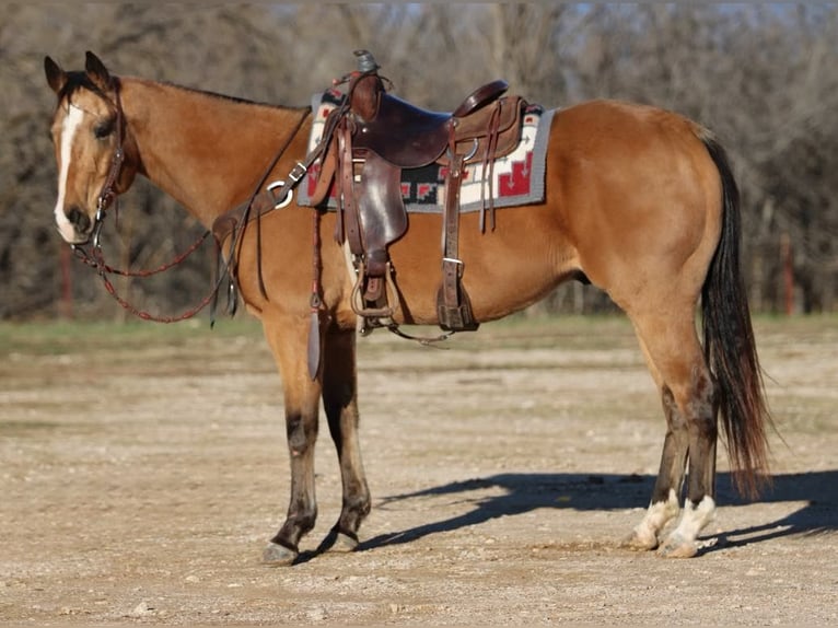 American Quarter Horse Castrone 8 Anni 157 cm Pelle di daino in Brickenridge TX