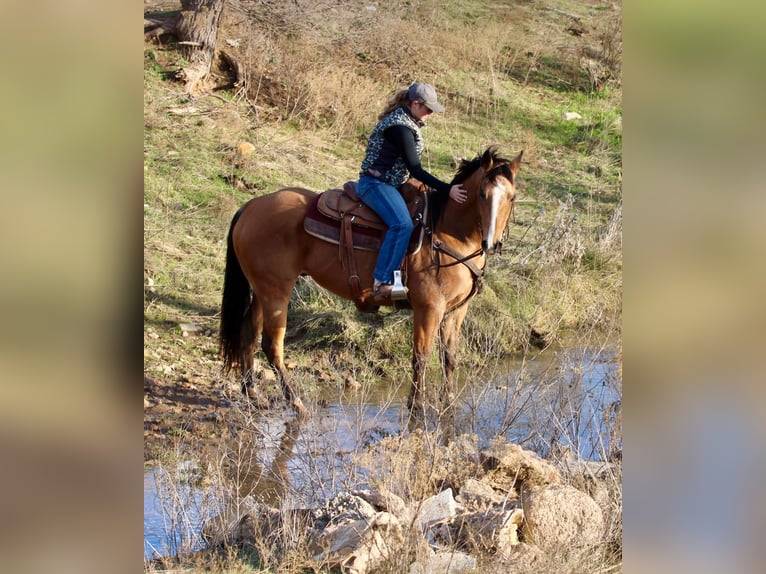 American Quarter Horse Castrone 8 Anni 157 cm Pelle di daino in Brickenridge TX