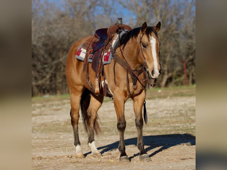 American Quarter Horse Castrone 8 Anni 157 cm Pelle di daino in Brickenridge TX