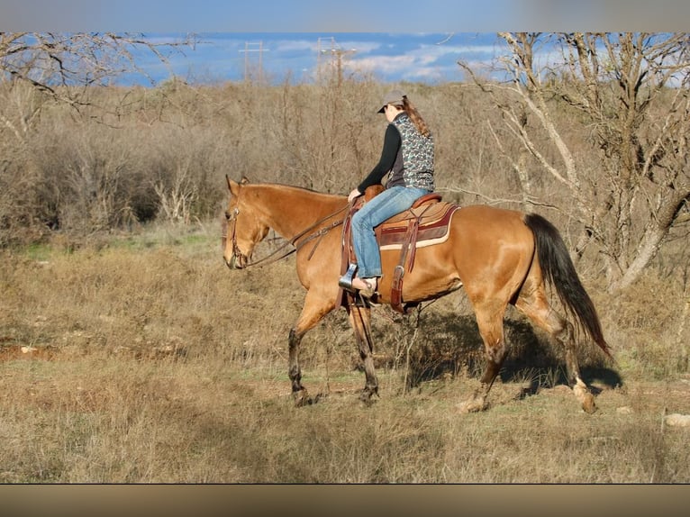 American Quarter Horse Castrone 8 Anni 157 cm Pelle di daino in Brickenridge TX