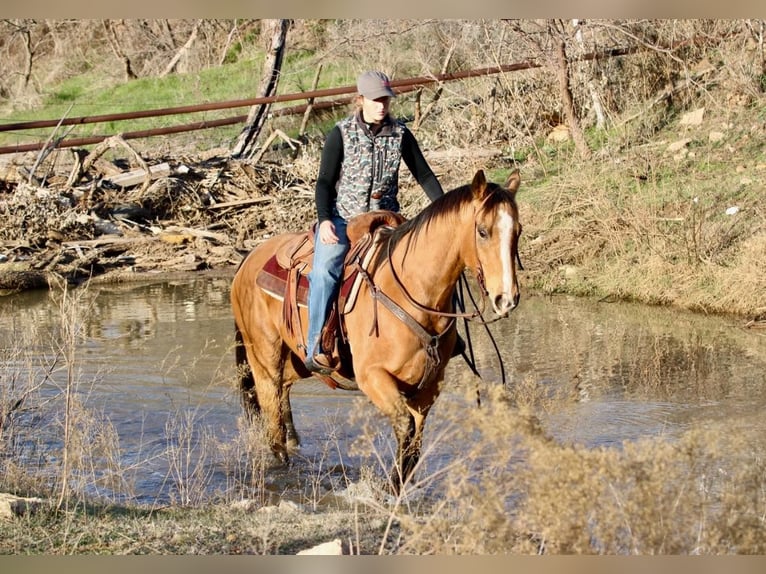 American Quarter Horse Castrone 8 Anni 157 cm Pelle di daino in Brickenridge TX