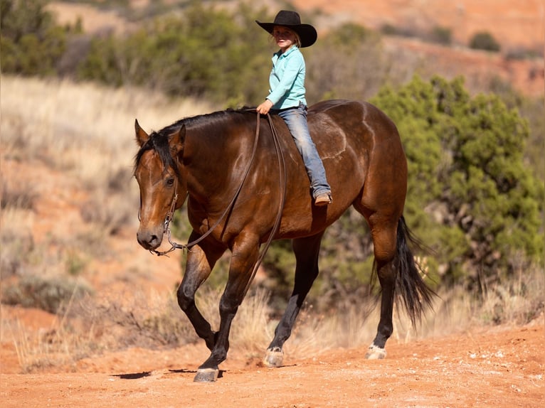 American Quarter Horse Castrone 8 Anni 157 cm Pelle di daino in Canyon