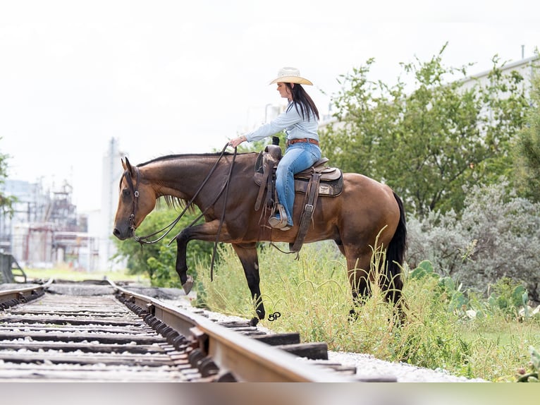 American Quarter Horse Castrone 8 Anni 157 cm Pelle di daino in Canyon