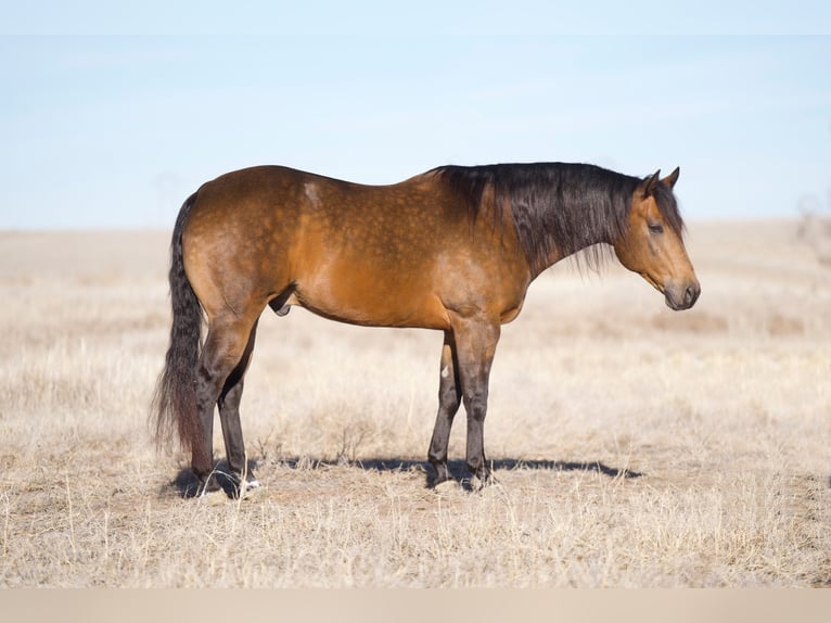 American Quarter Horse Castrone 8 Anni 157 cm Pelle di daino in Canyon