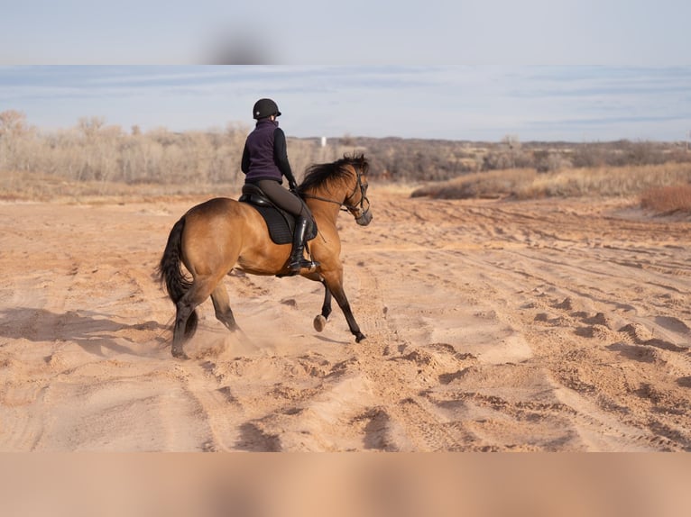 American Quarter Horse Castrone 8 Anni 157 cm Pelle di daino in Canyon