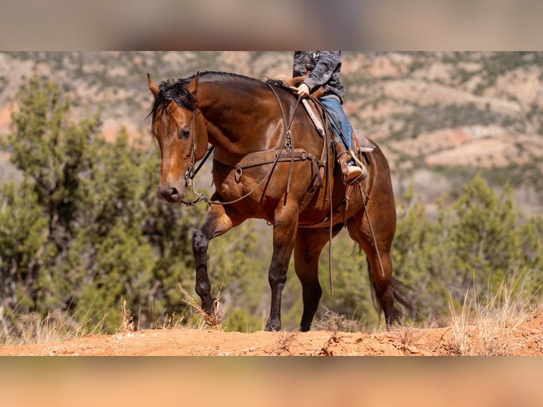 American Quarter Horse Castrone 8 Anni 157 cm Pelle di daino in Canyon