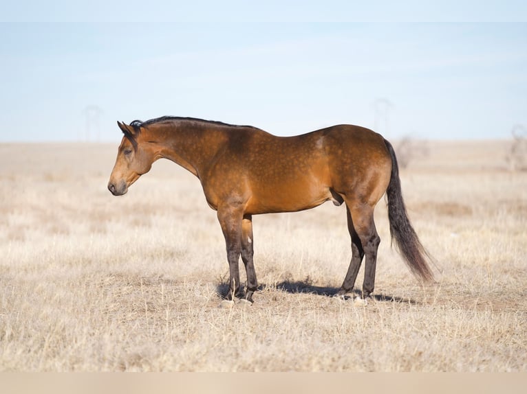 American Quarter Horse Castrone 8 Anni 157 cm Pelle di daino in Canyon