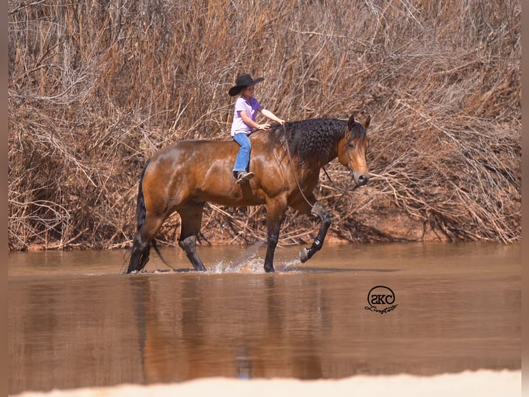 American Quarter Horse Castrone 8 Anni 157 cm Pelle di daino in Canyon