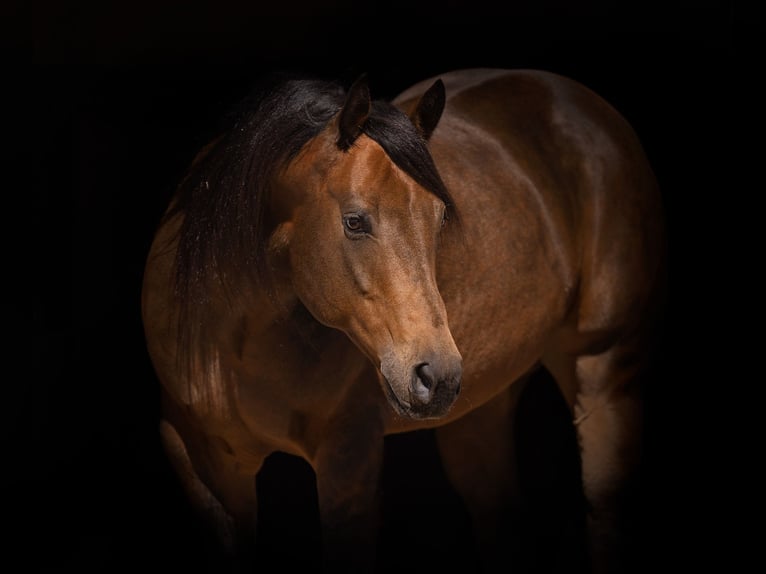 American Quarter Horse Castrone 8 Anni 157 cm Pelle di daino in Canyon