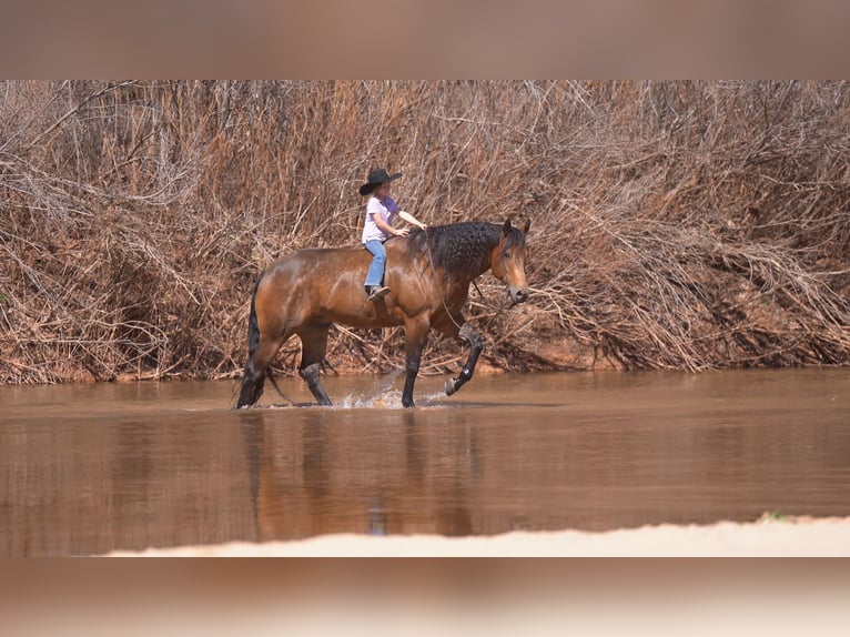 American Quarter Horse Castrone 8 Anni 157 cm Pelle di daino in Canyon