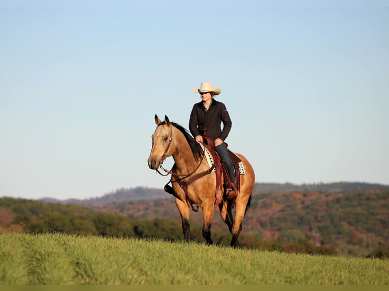 American Quarter Horse Castrone 8 Anni 157 cm Pelle di daino in Clarion