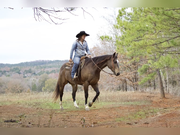 American Quarter Horse Castrone 8 Anni 157 cm Pelle di daino in Rusk, TX