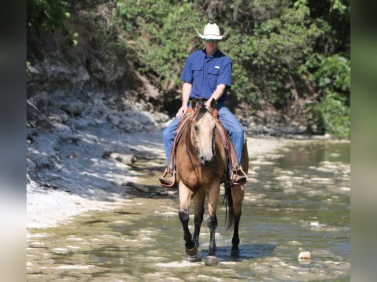 American Quarter Horse Castrone 8 Anni 157 cm Pelle di daino in weatherford TX