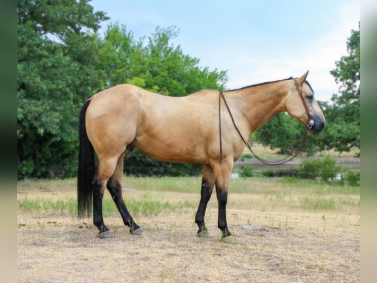 American Quarter Horse Castrone 8 Anni 157 cm Pelle di daino in weatherford TX