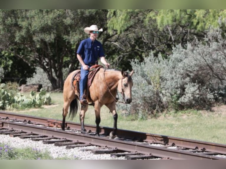 American Quarter Horse Castrone 8 Anni 157 cm Pelle di daino in weatherford TX