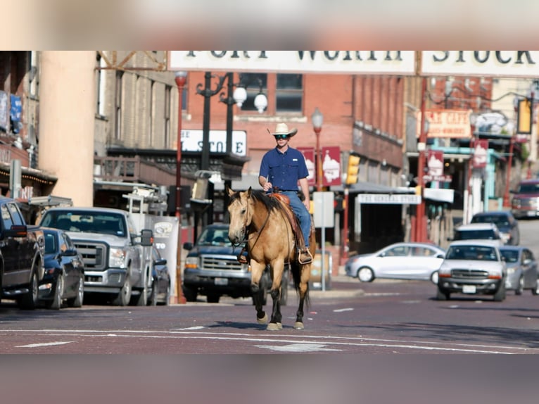 American Quarter Horse Castrone 8 Anni 157 cm Pelle di daino in weatherford TX