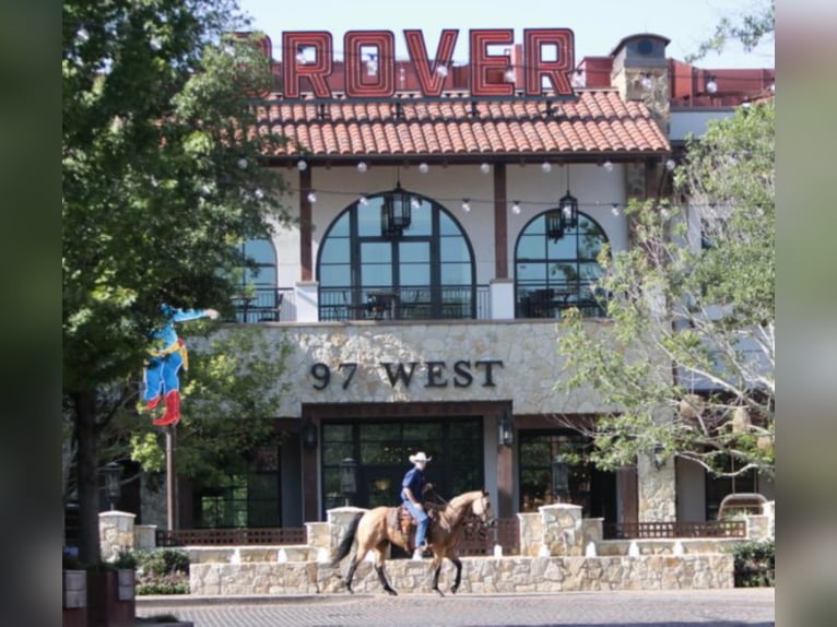 American Quarter Horse Castrone 8 Anni 157 cm Pelle di daino in weatherford TX