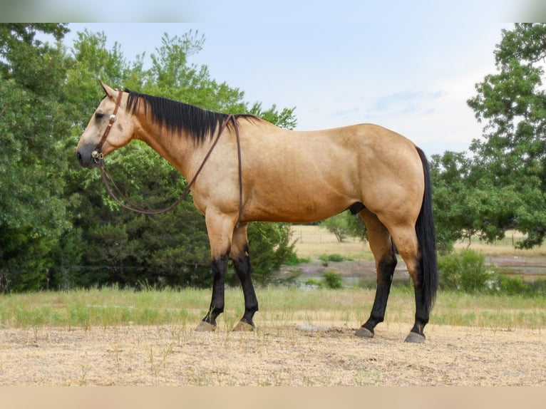 American Quarter Horse Castrone 8 Anni 157 cm Pelle di daino in weatherford TX