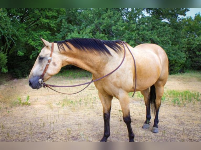 American Quarter Horse Castrone 8 Anni 157 cm Pelle di daino in weatherford TX