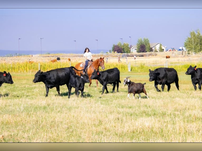 American Quarter Horse Castrone 8 Anni 157 cm Red dun in Saint Anthony, ID