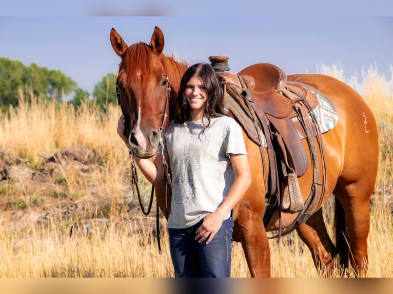 American Quarter Horse Castrone 8 Anni 157 cm Red dun in Saint Anthony, ID