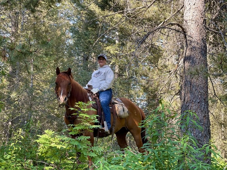 American Quarter Horse Castrone 8 Anni 157 cm Red dun in Saint Anthony, ID