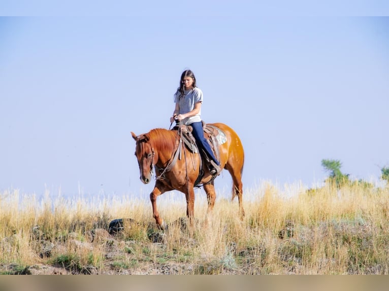 American Quarter Horse Castrone 8 Anni 157 cm Red dun in Saint Anthony, ID