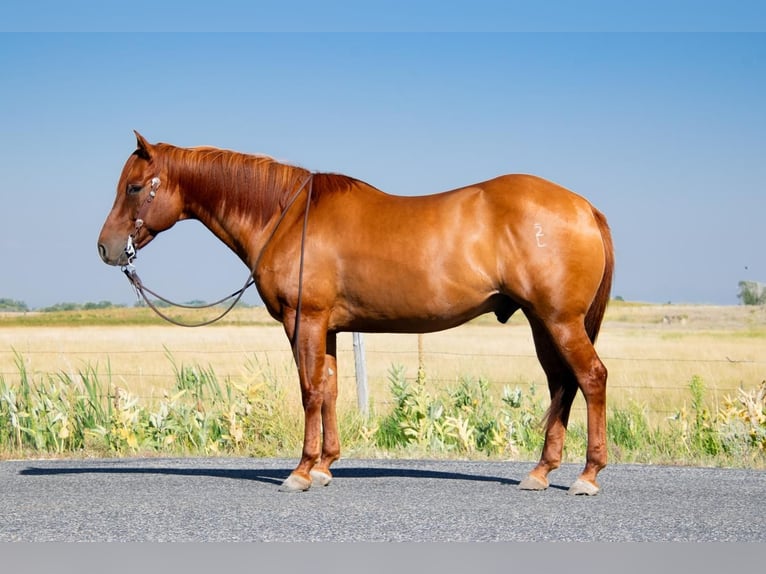 American Quarter Horse Castrone 8 Anni 157 cm Red dun in Saint Anthony, ID