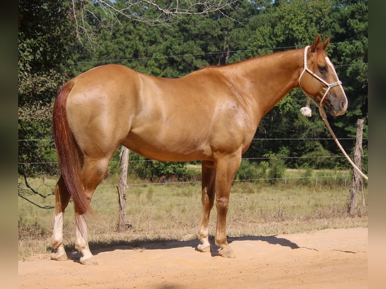 American Quarter Horse Castrone 8 Anni 157 cm Red dun in Rusk TX