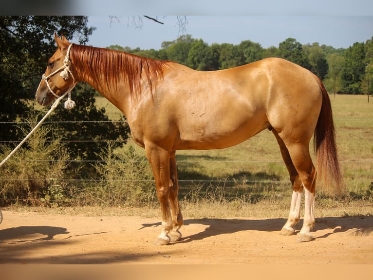 American Quarter Horse Castrone 8 Anni 157 cm Red dun in Rusk TX