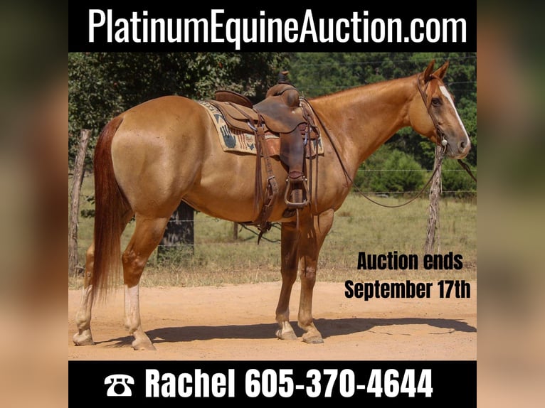 American Quarter Horse Castrone 8 Anni 157 cm Red dun in Rusk TX