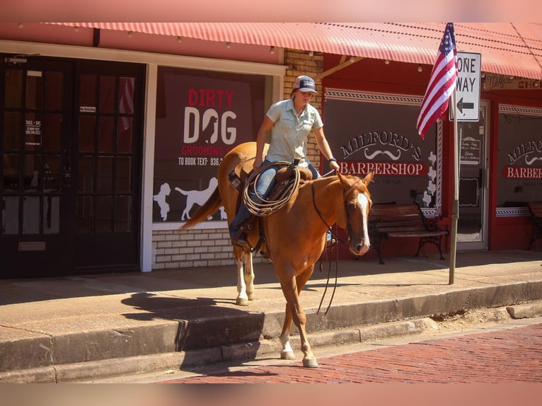 American Quarter Horse Castrone 8 Anni 157 cm Red dun in Rusk TX