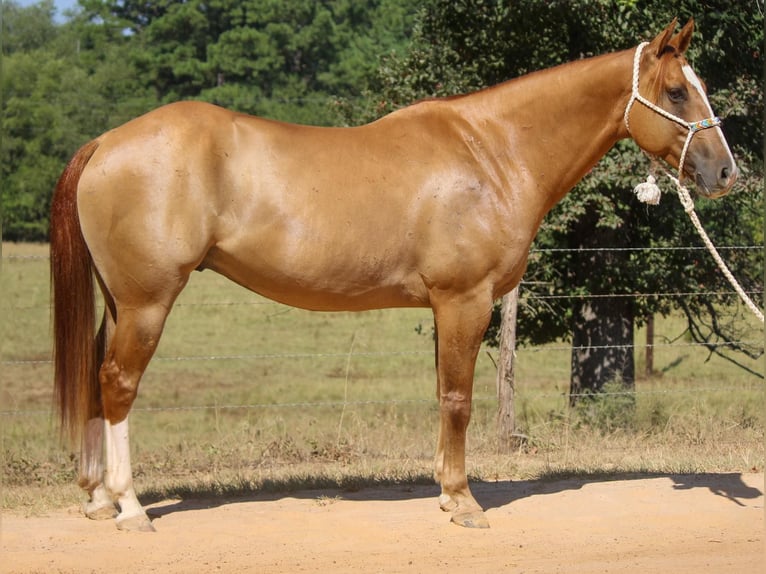 American Quarter Horse Castrone 8 Anni 157 cm Red dun in Rusk TX