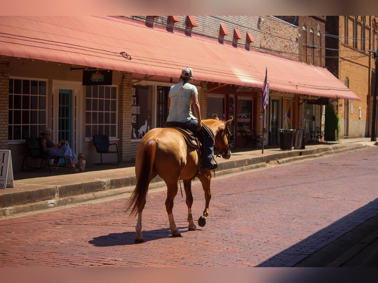 American Quarter Horse Castrone 8 Anni 157 cm Red dun in Rusk TX