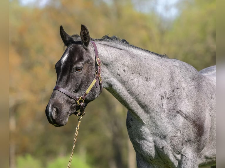 American Quarter Horse Castrone 8 Anni 157 cm Roano blu in New Holland, PA