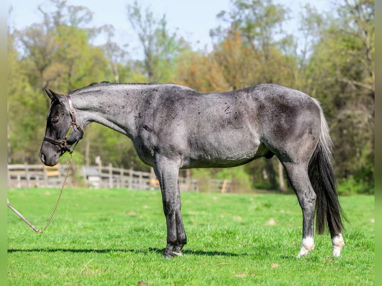 American Quarter Horse Castrone 8 Anni 157 cm Roano blu in New Holland, PA