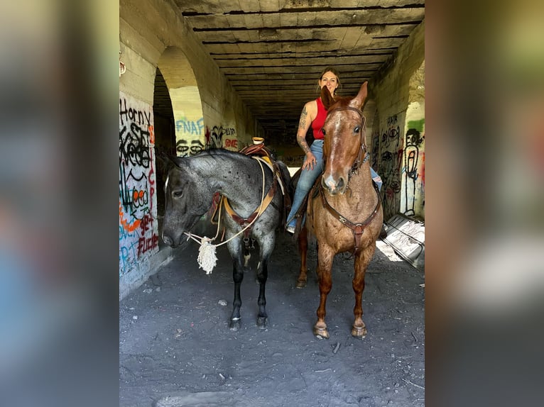 American Quarter Horse Castrone 8 Anni 157 cm Roano blu in New Holland, PA