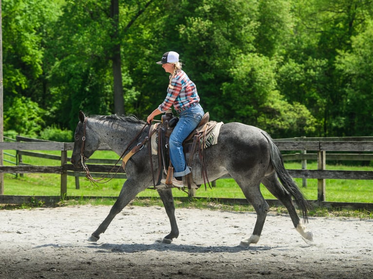 American Quarter Horse Castrone 8 Anni 157 cm Roano blu in New Holland, PA