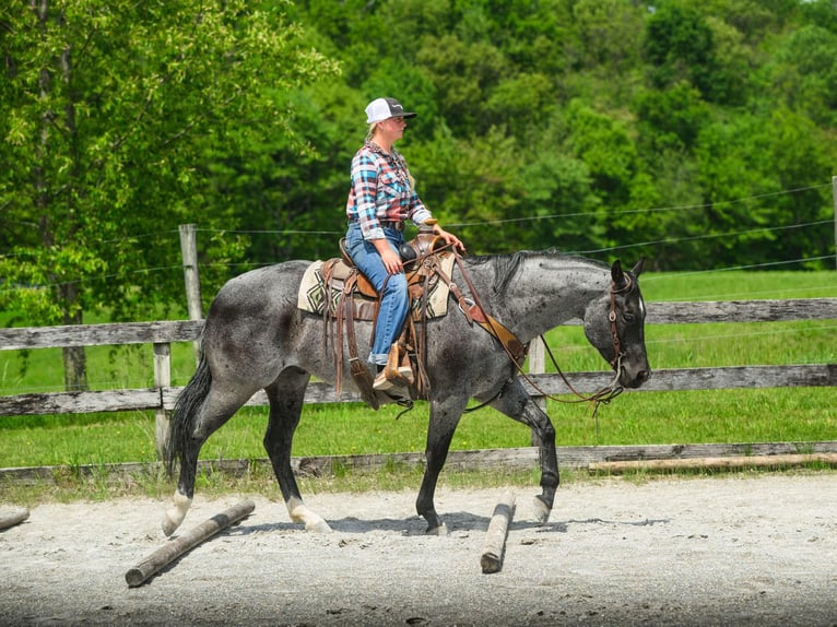 American Quarter Horse Castrone 8 Anni 157 cm Roano blu in New Holland, PA