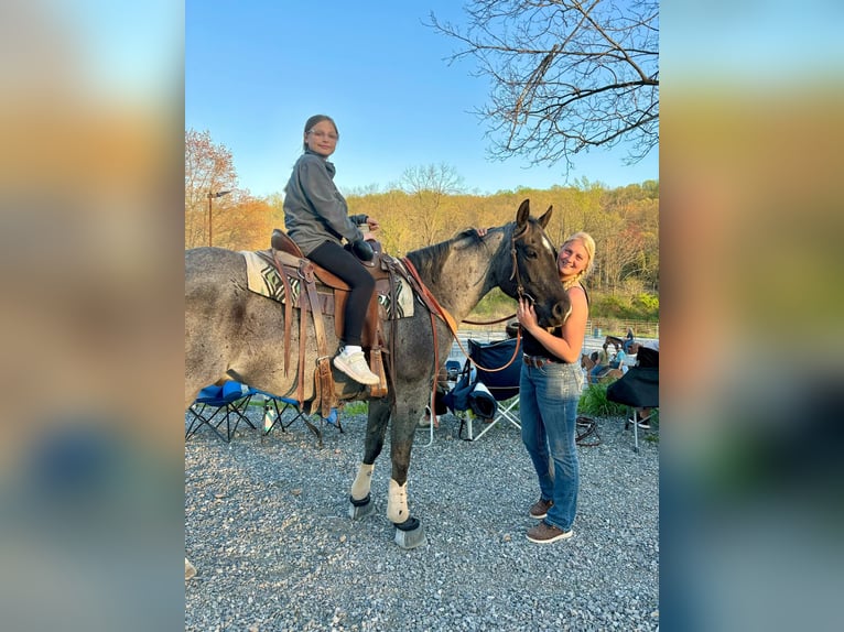 American Quarter Horse Castrone 8 Anni 157 cm Roano blu in New Holland, PA